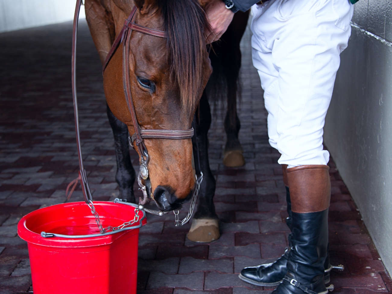 Horse and bucket of water