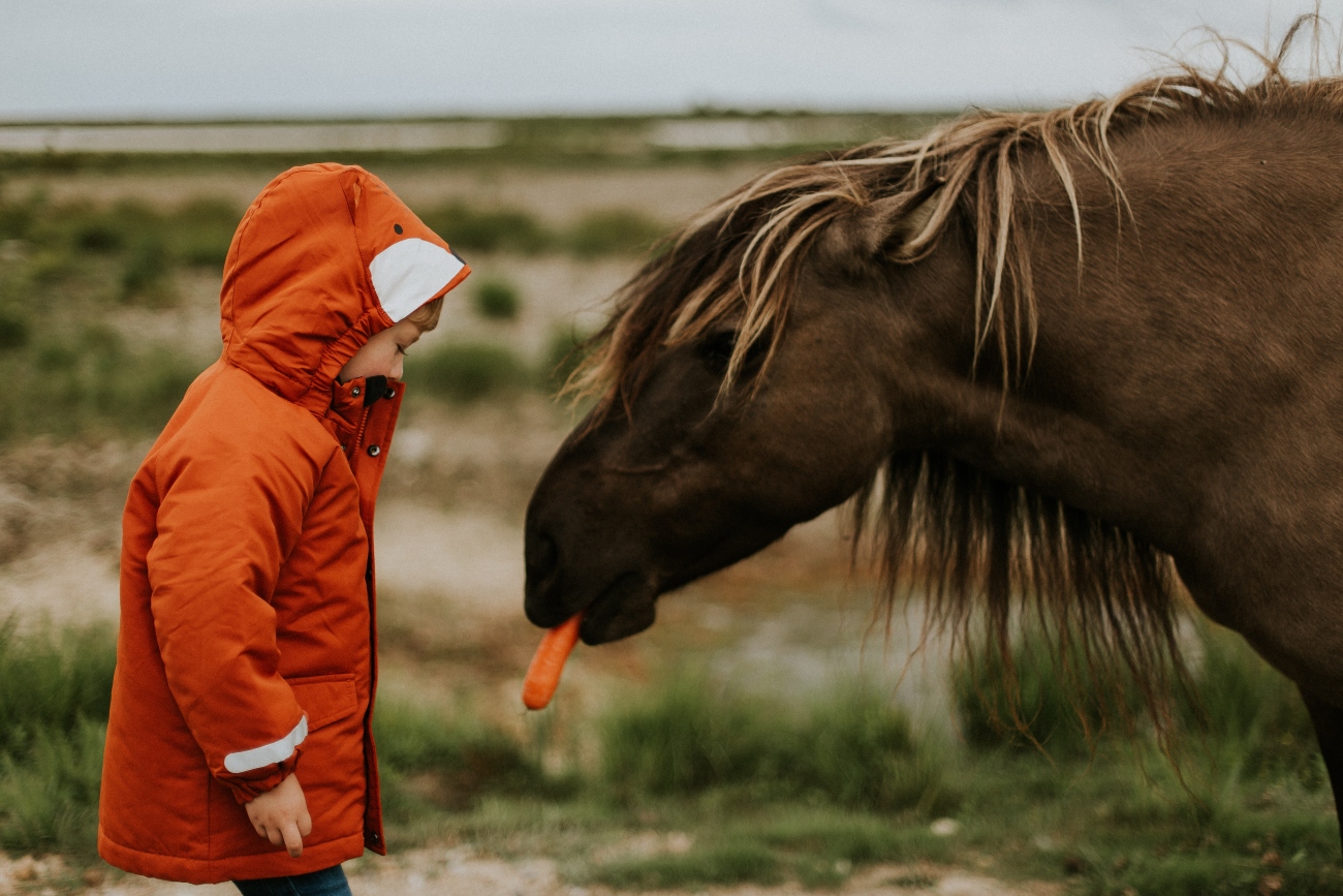 Child giving horse a carrot