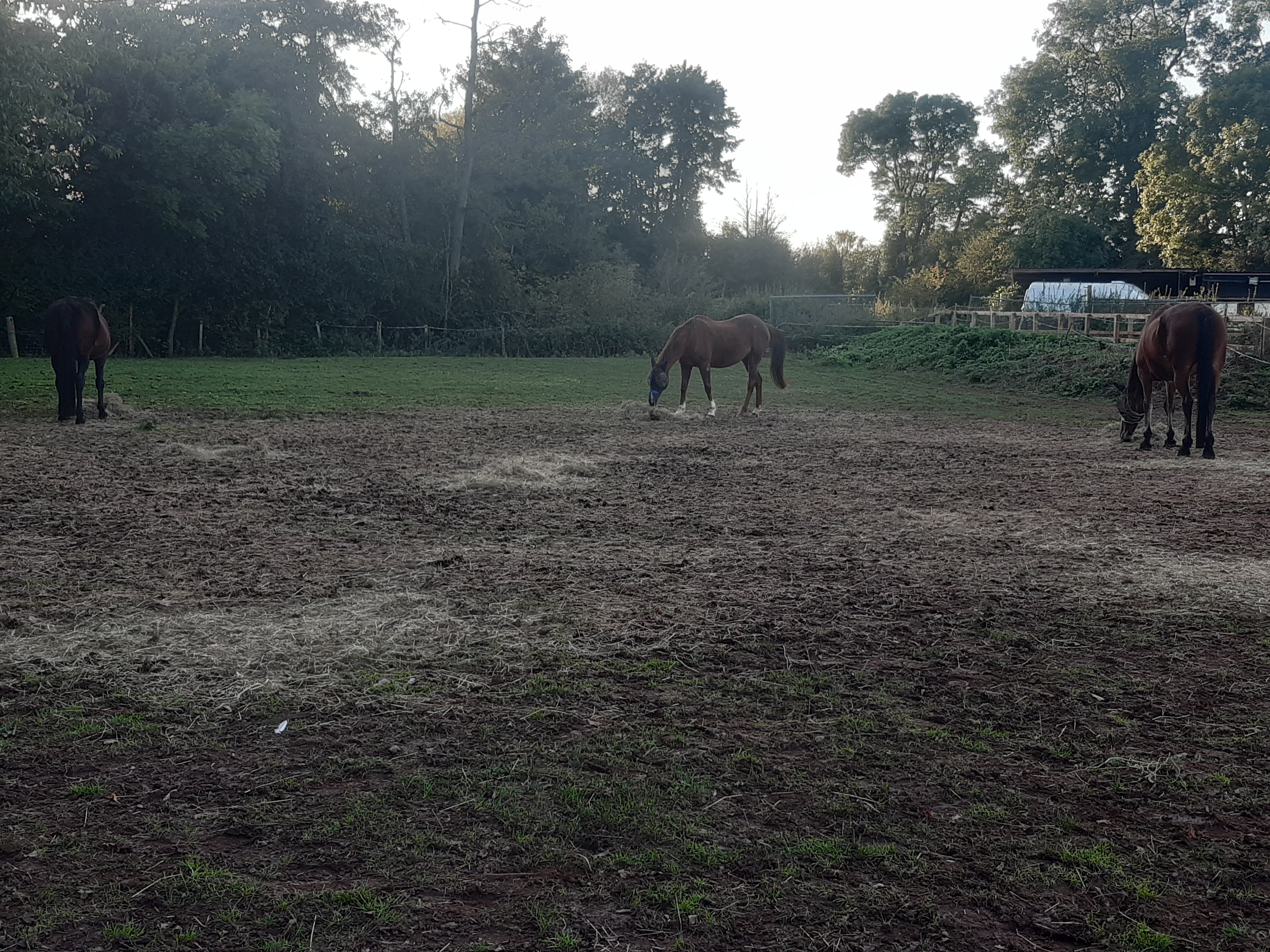 Horses in muddy field