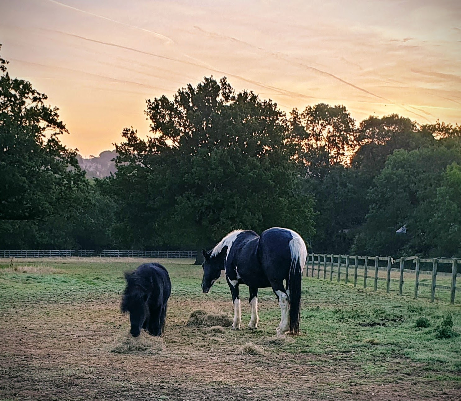 The Not-So-Secret Diary of Diva the Shetland Pony - New Additions and Witches