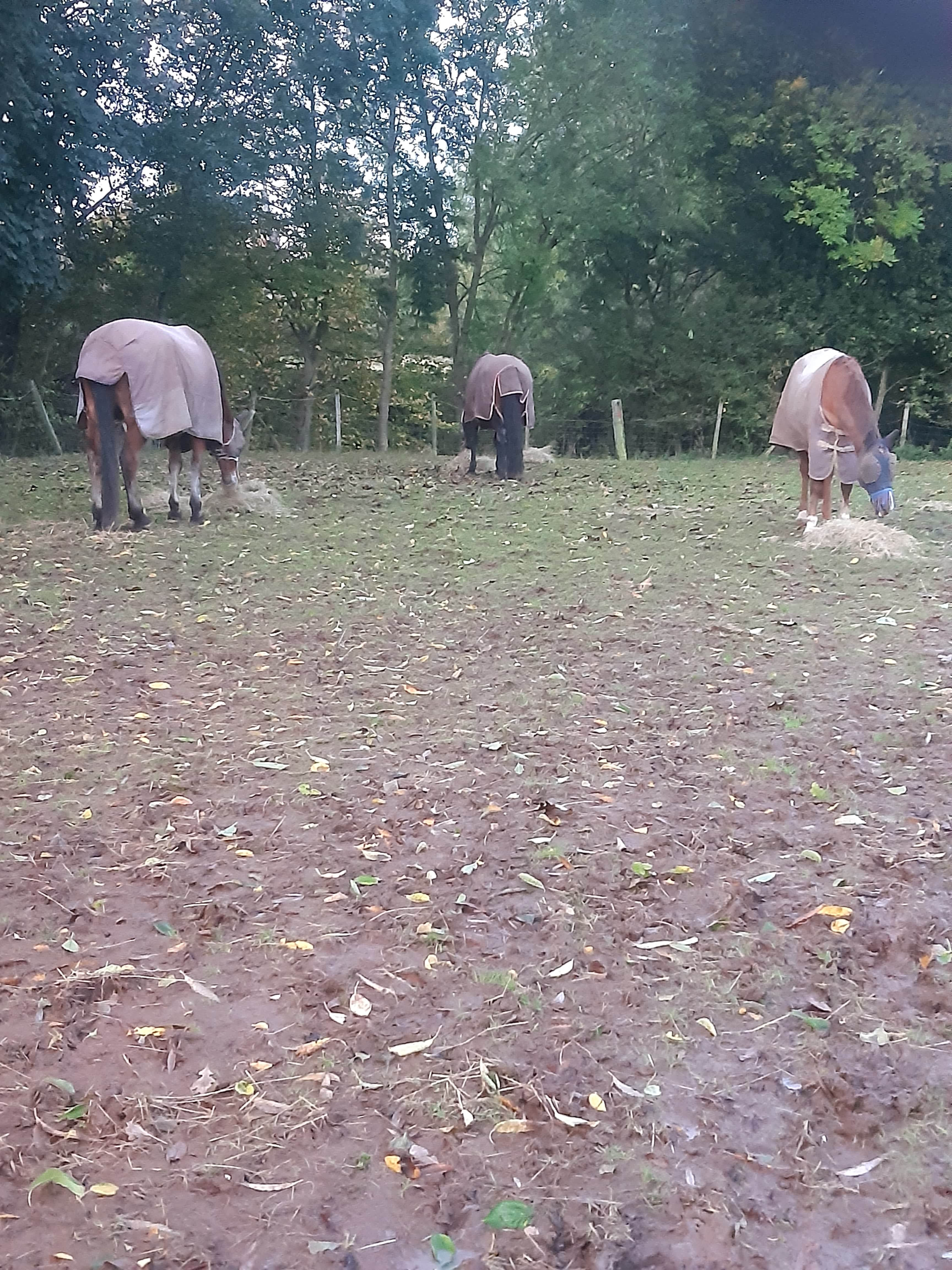 Horses grazing