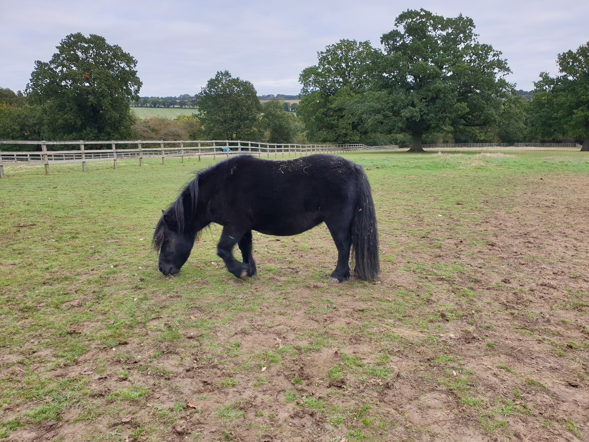 Horse in a muddy field