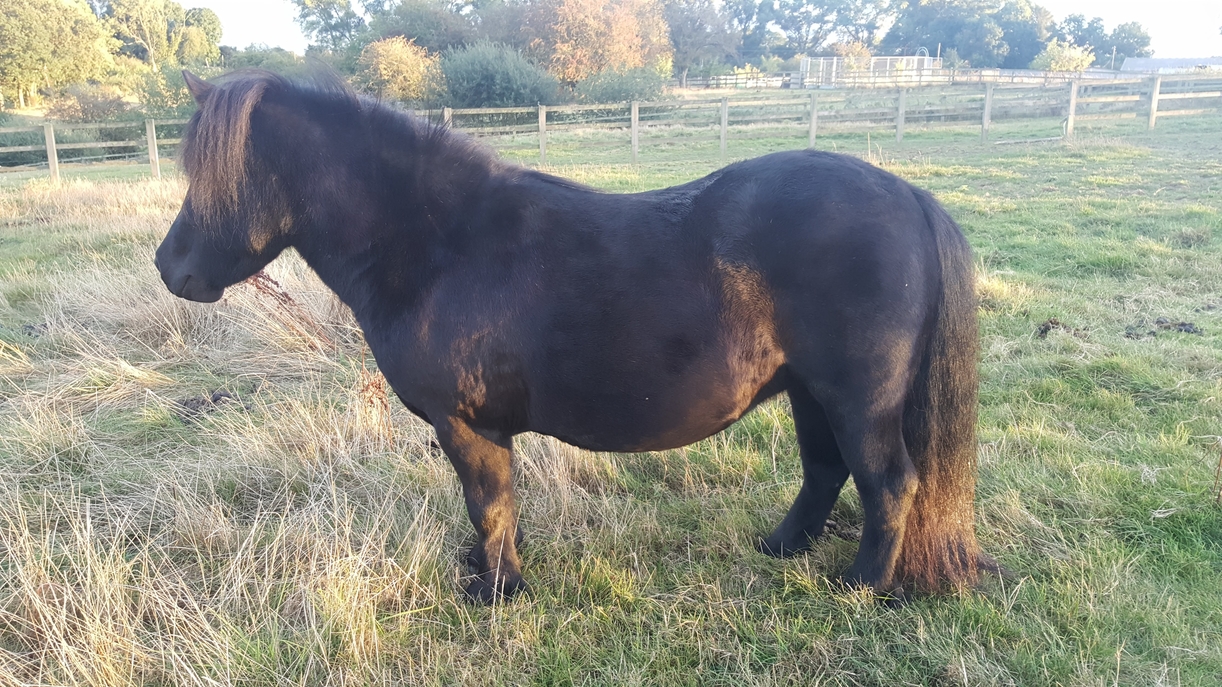 Shetland Pony