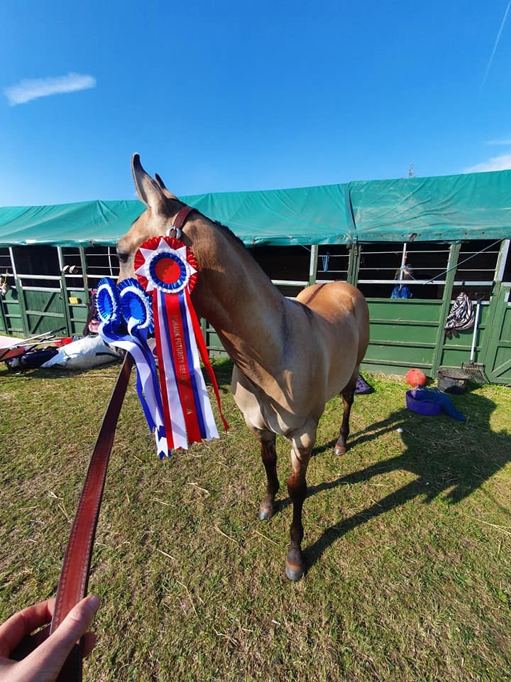 Horse with winning medals