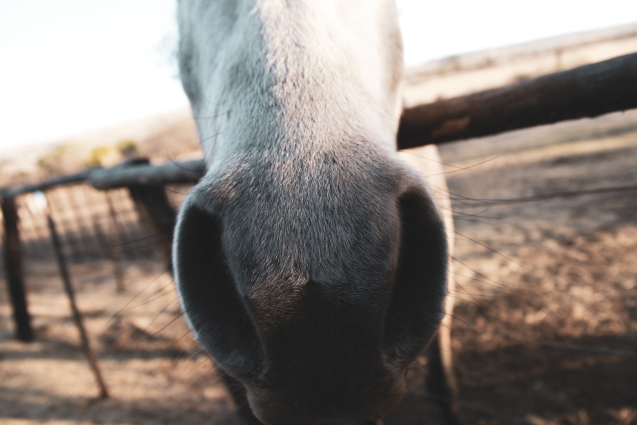 What to do if your horse has a nosebleed