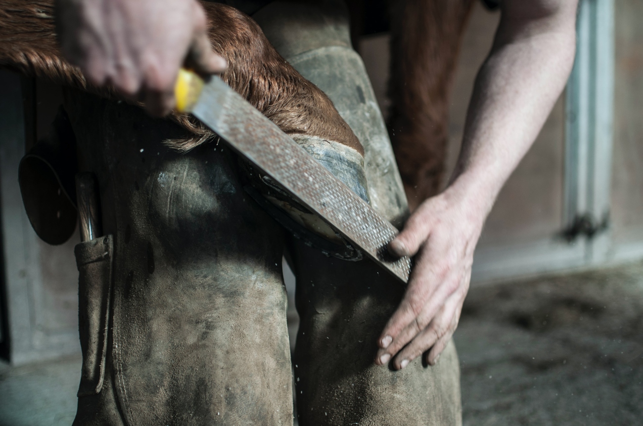 Horse hoof