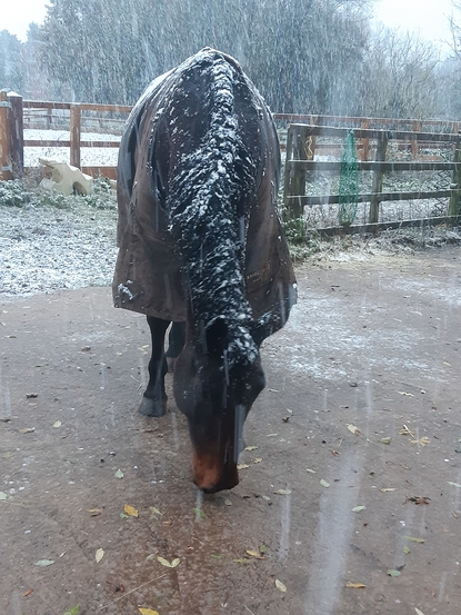 Horse in the snow