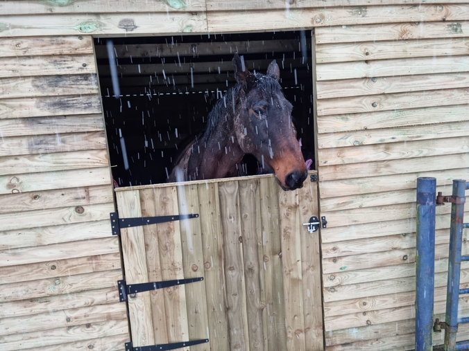 Horse in the stable