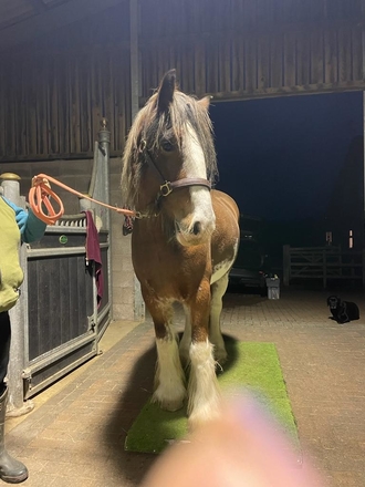 Horse being weighed