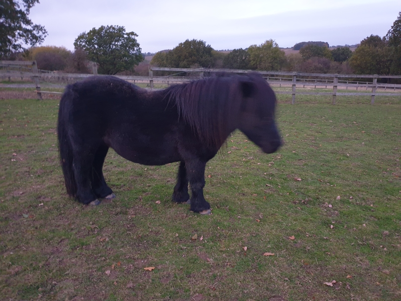 The Not-So-Secret Diary of Diva the Shetland Pony - Weigh in!