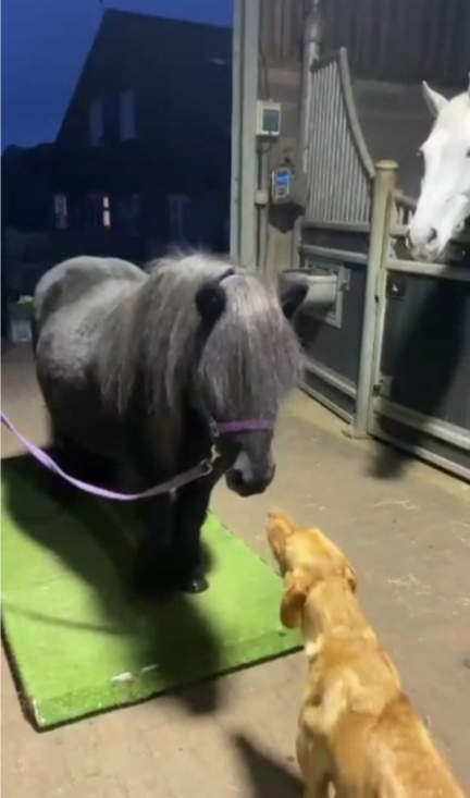 Diva being weighed