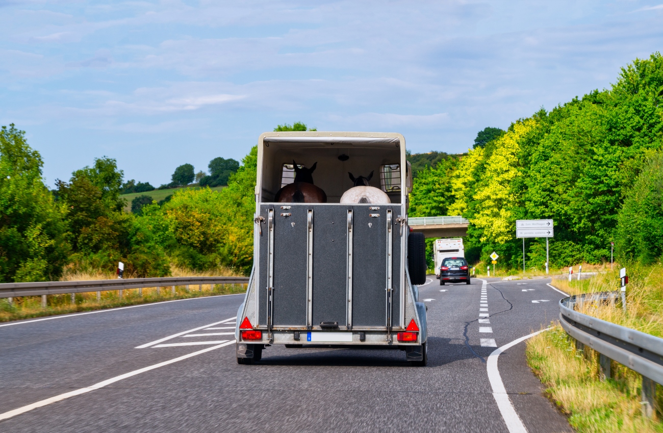 Horsebox on road