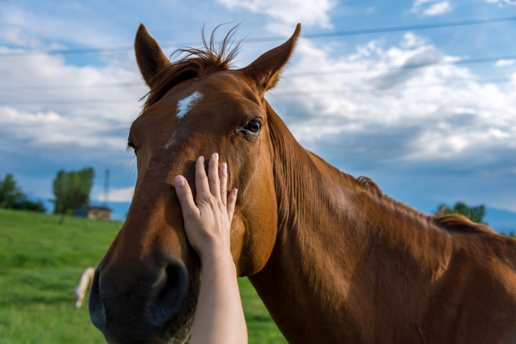 Calming Horse