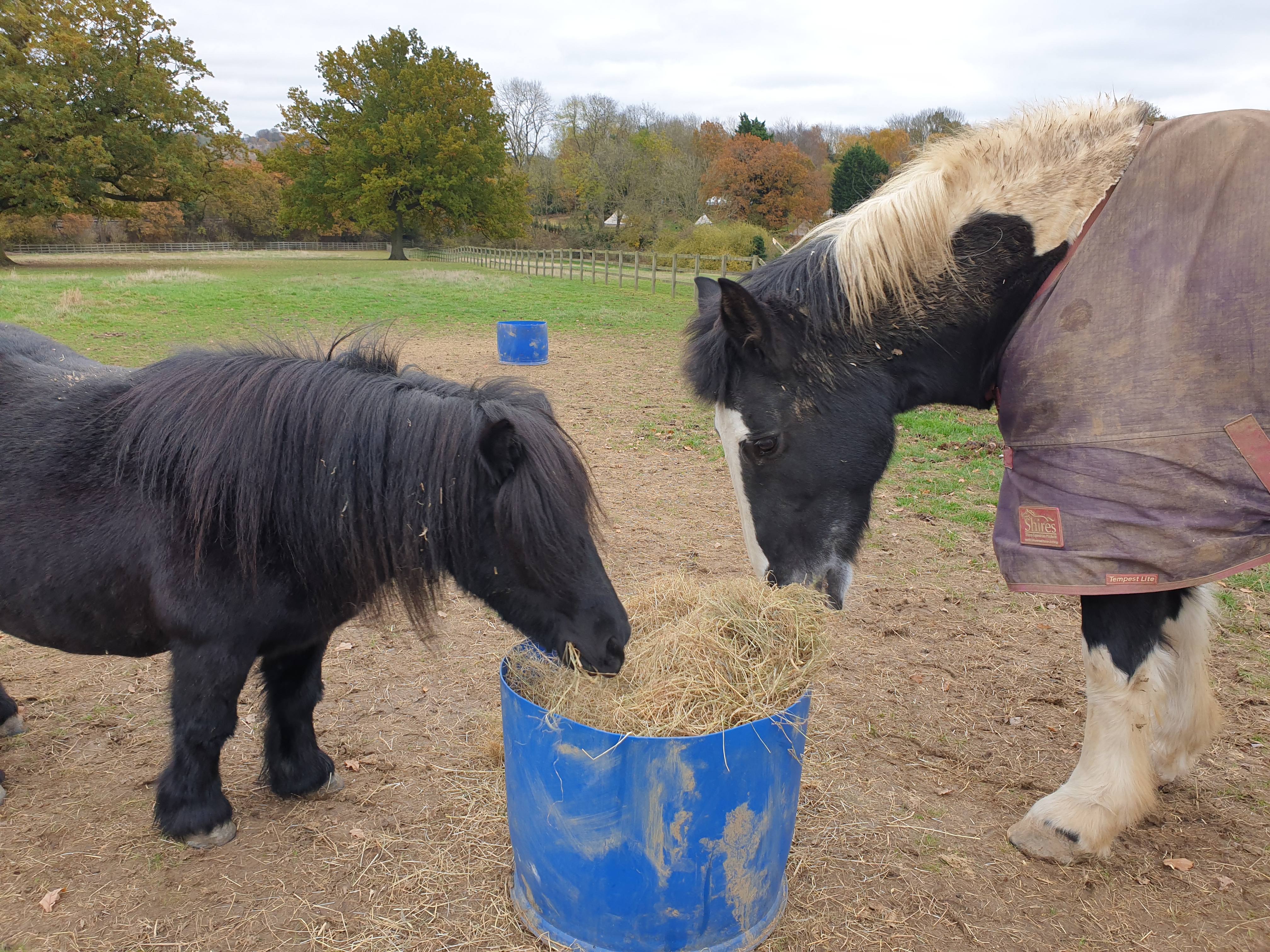 The Not-So-Secret Diary of Diva the Shetland Pony - The Mud Has Arrived!
