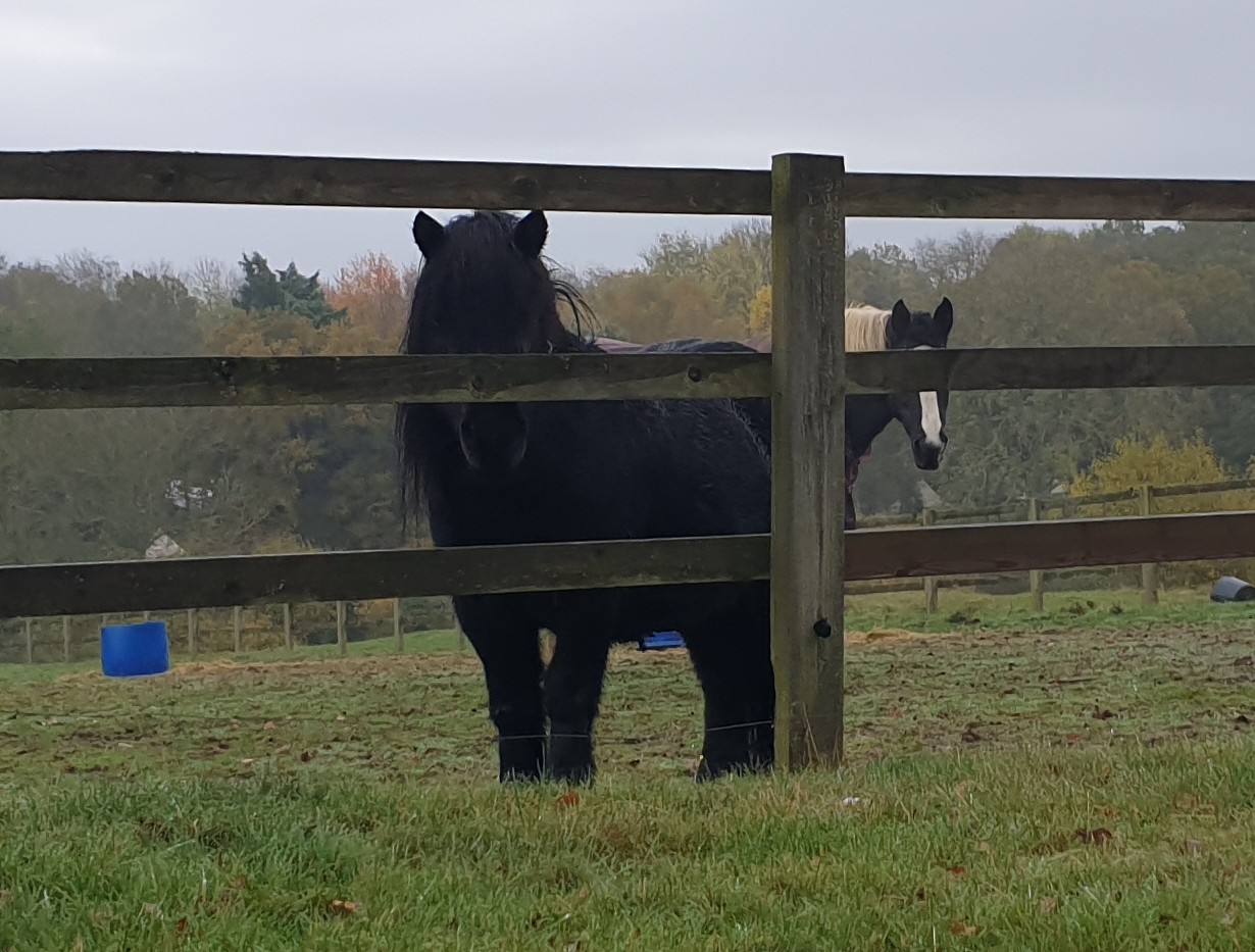 Horses at the fence