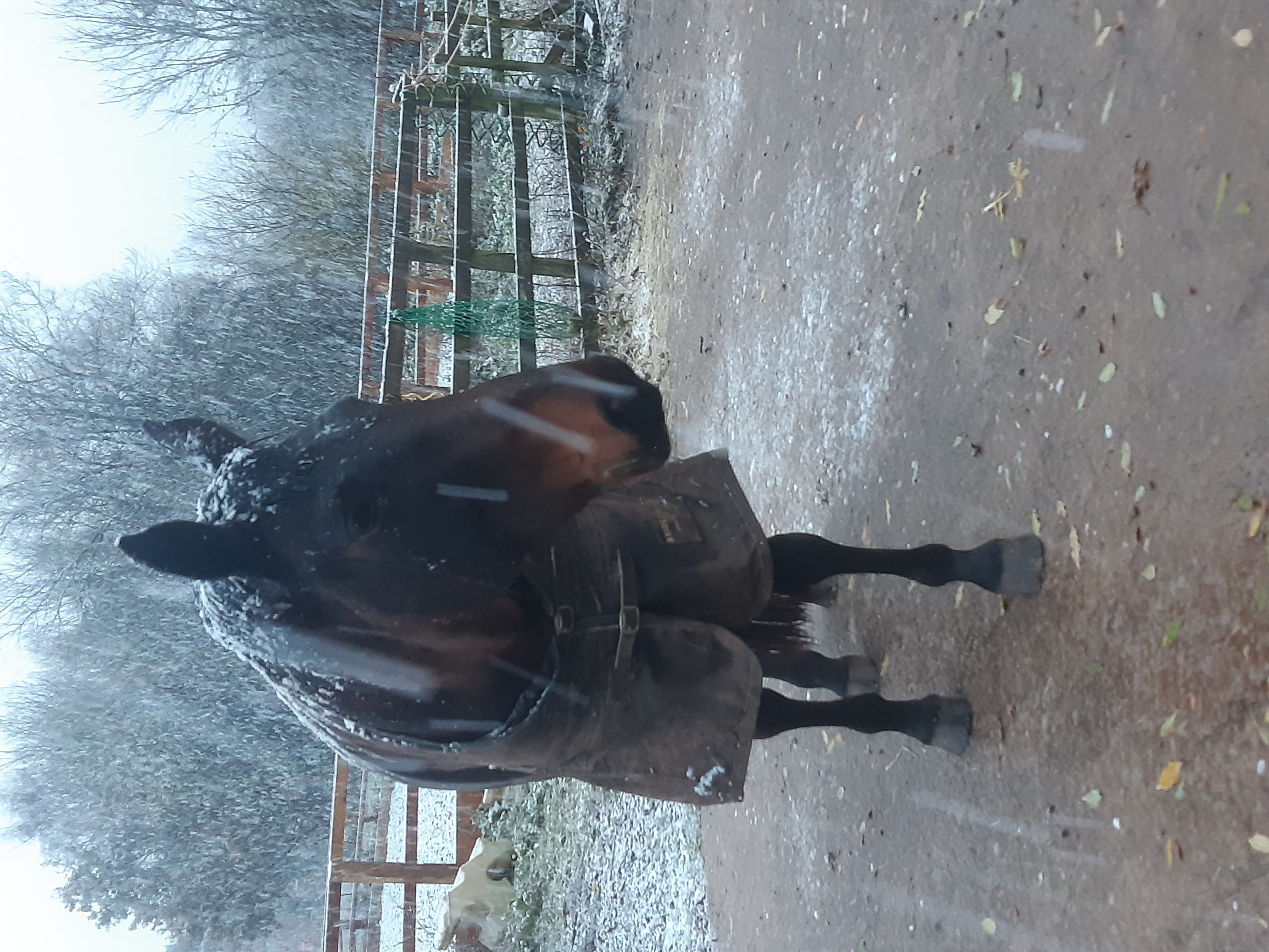 Horse in the snow