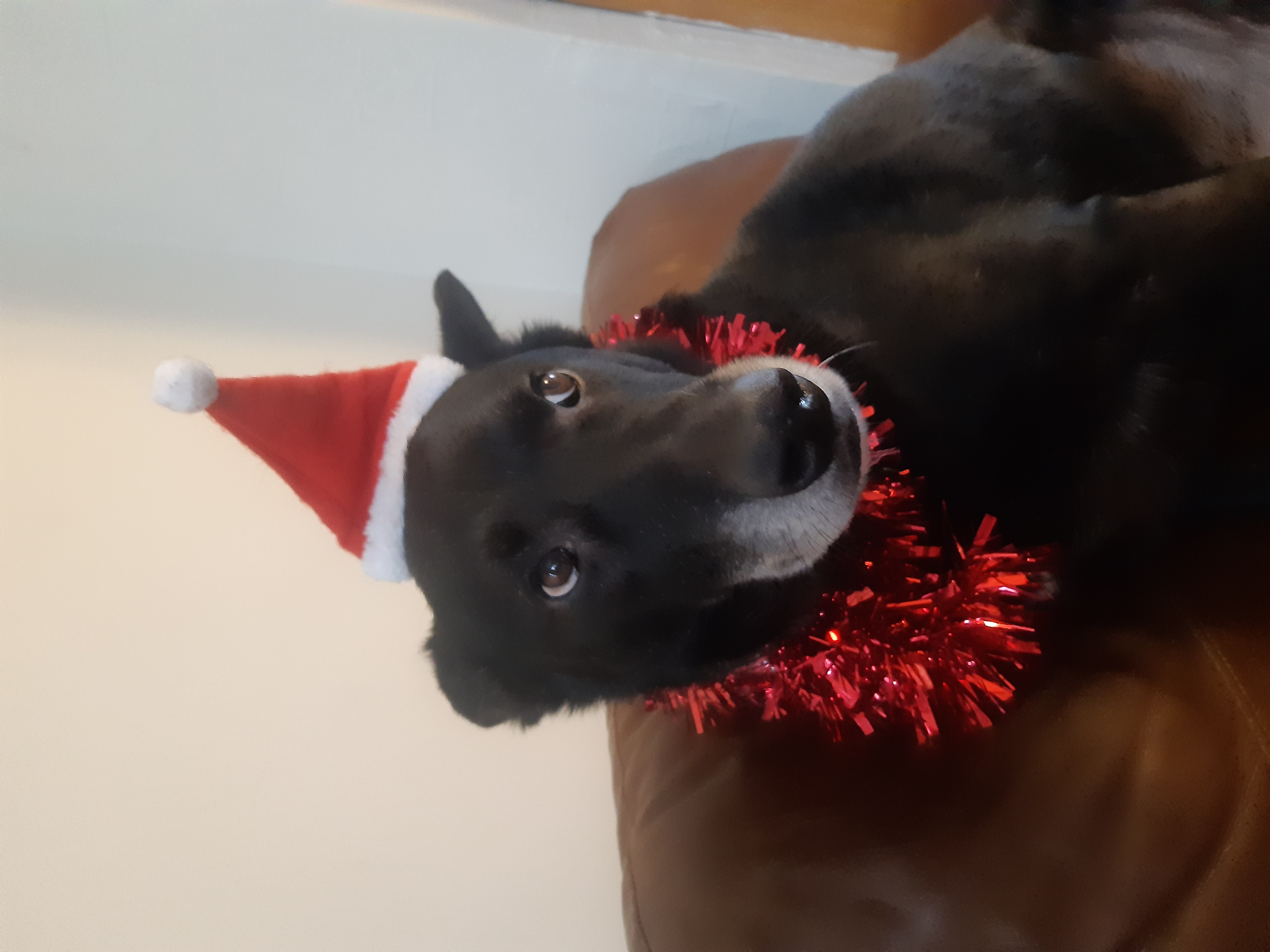 Festive dog