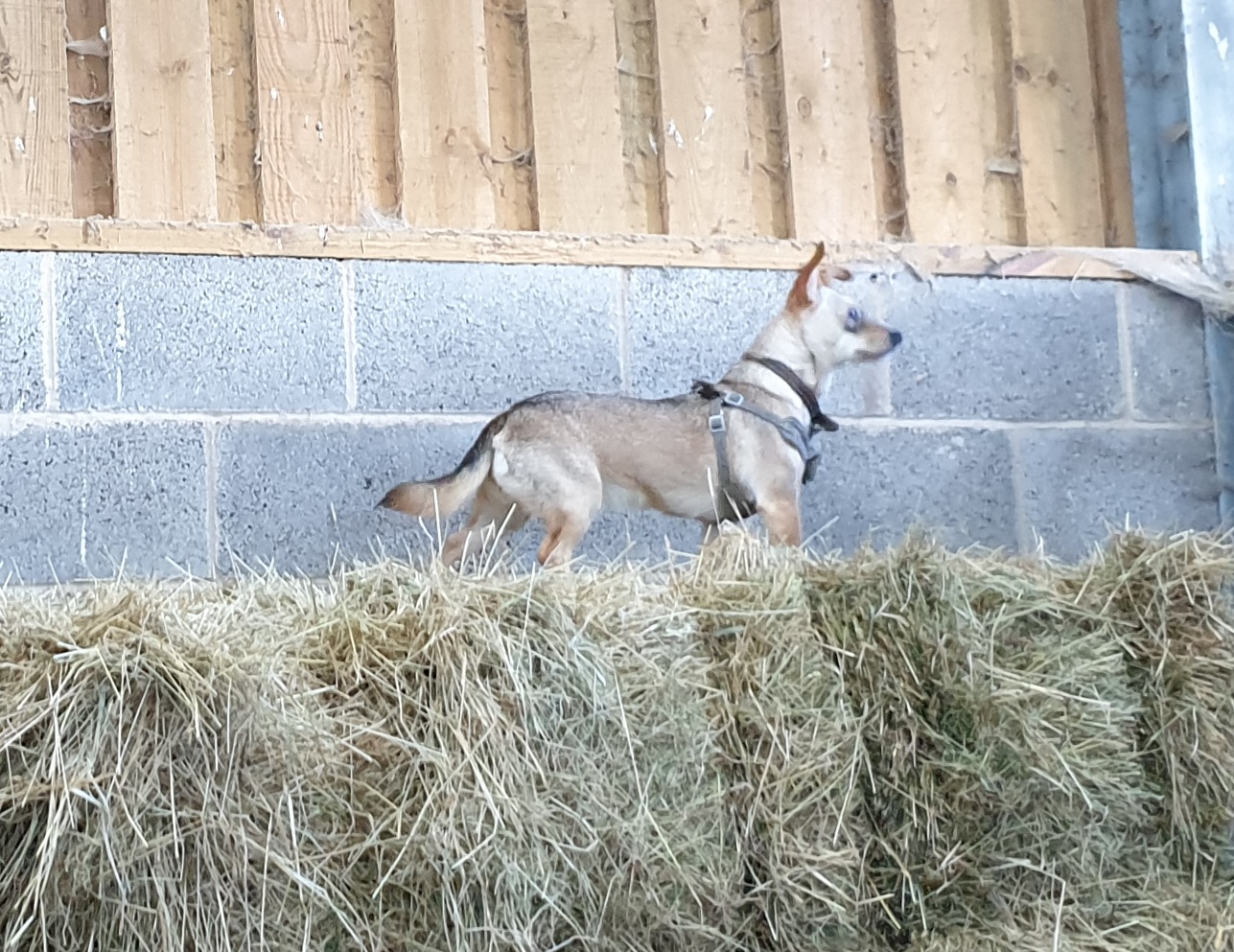 Dog in the stable