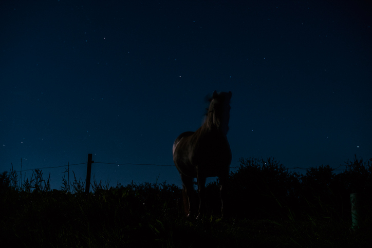Horse at night time