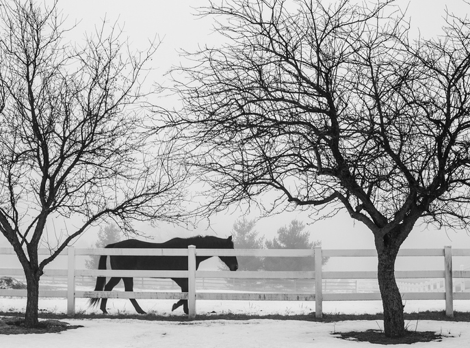 Horse in the snow