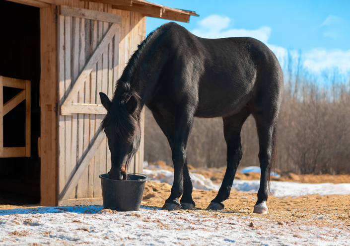 How to care for a horse in winter