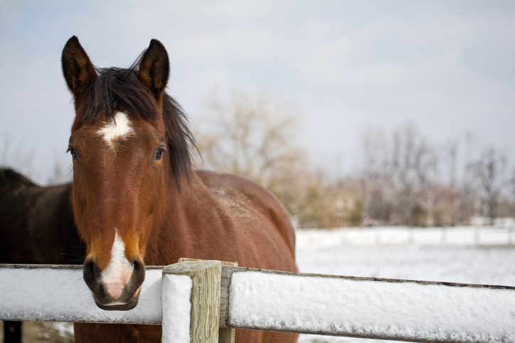 Snowy Horse