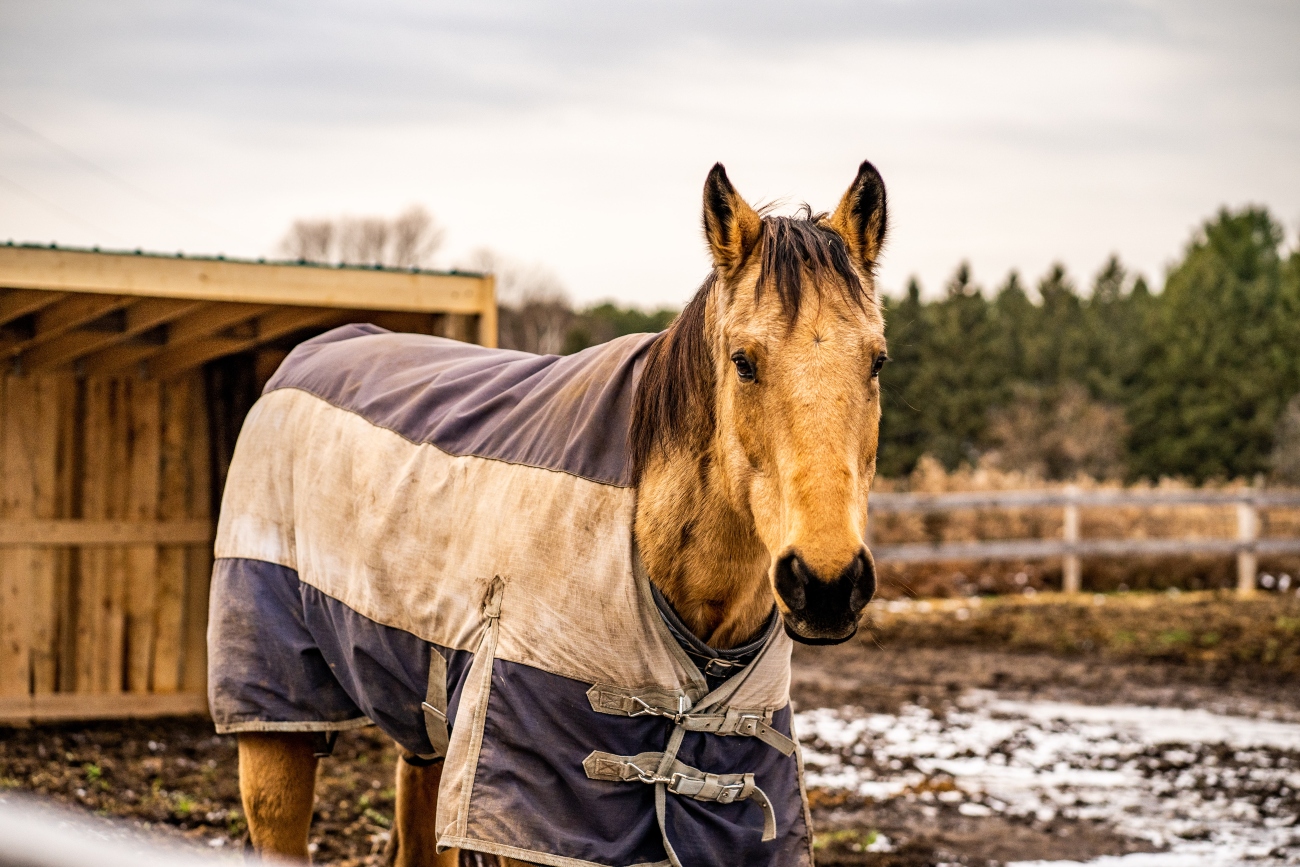 What are gastric ulcers in horses?