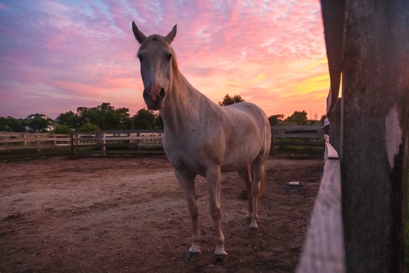 Horse in paddock