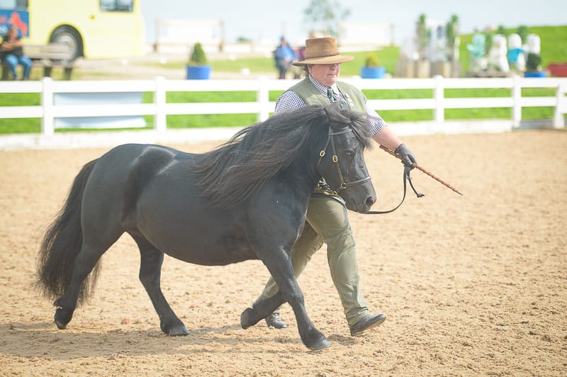 Horse