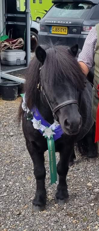 Horse