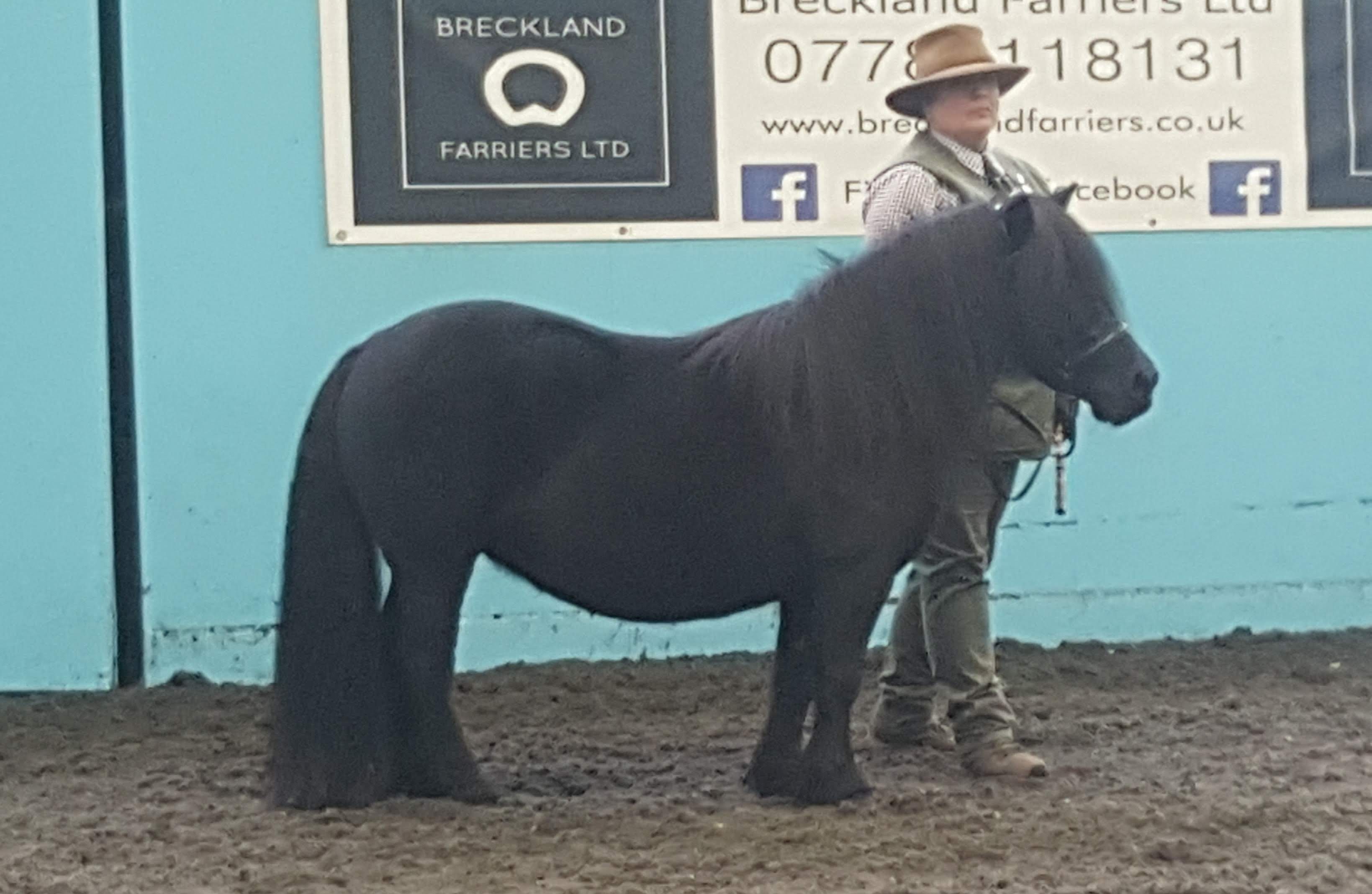 The Not-So-Secret Diary of Diva the Shetland Pony - Plans Afoot