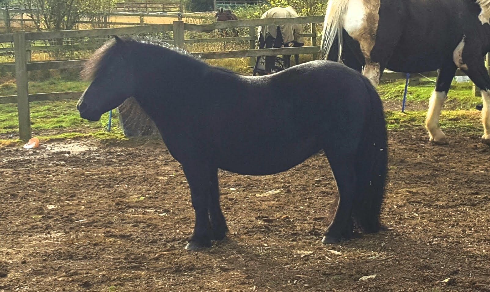 Shetland Pony in the field