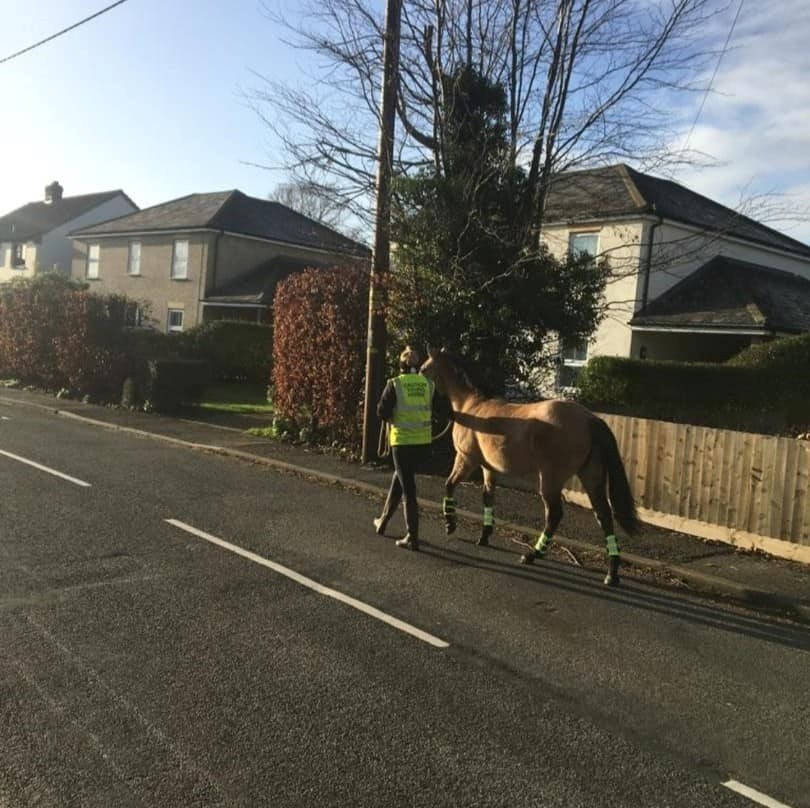 Horse walking on the road