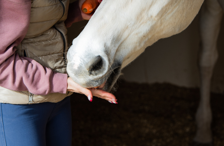 What is EMS in horses?