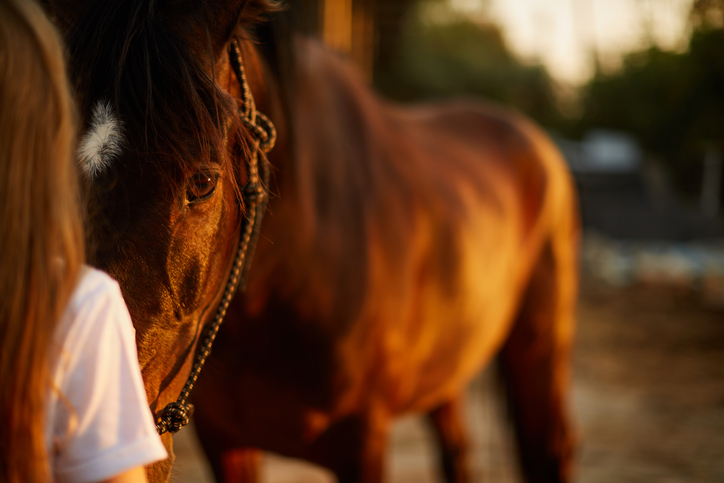 Horse and owner