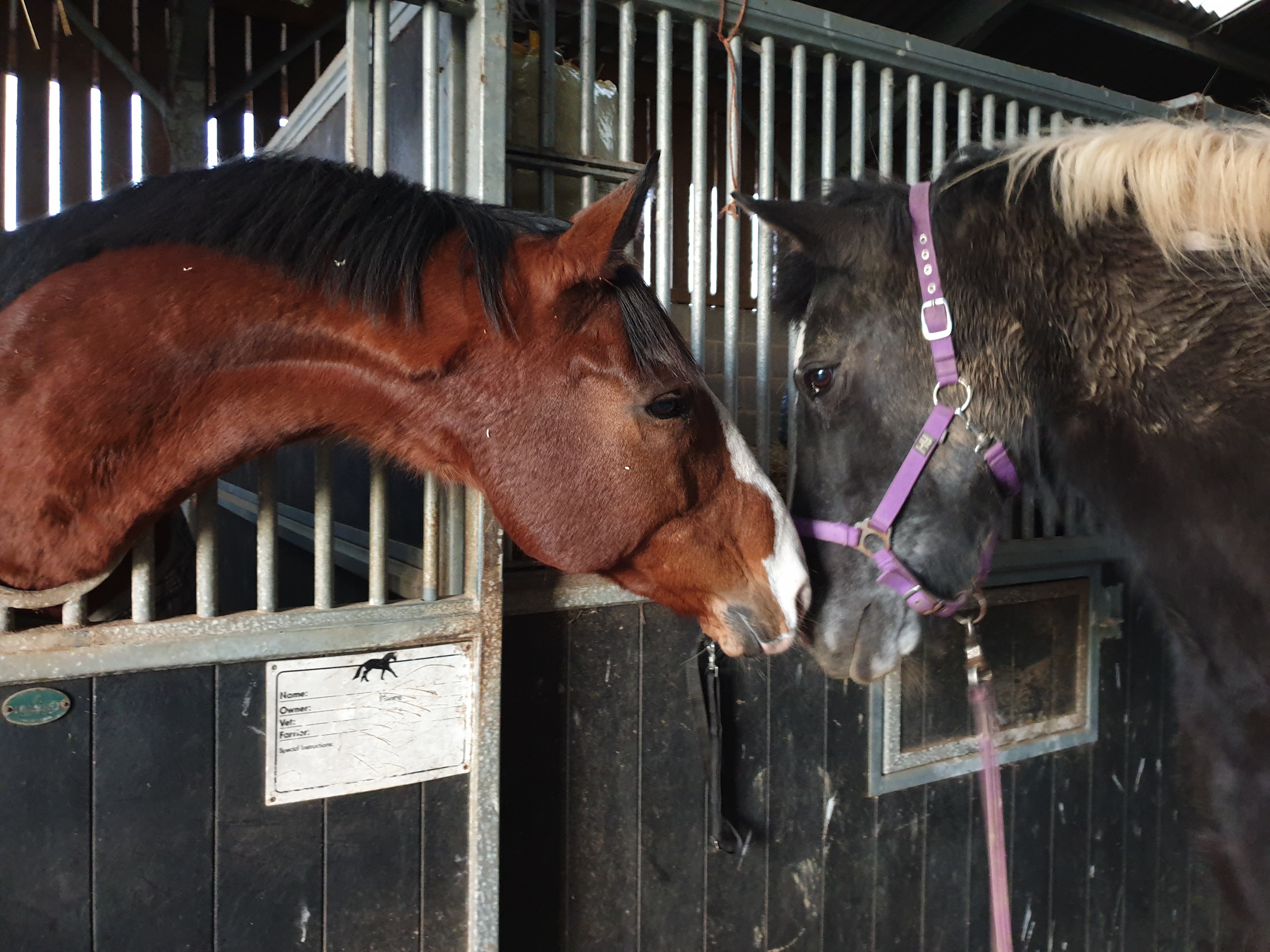 Horses saying hello