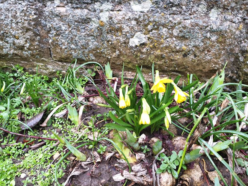 Daffodil Flowers