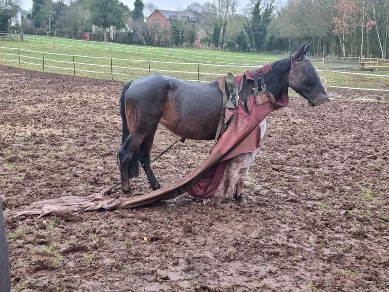 Horse in muddy field