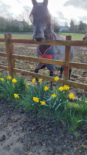 Horse and flowers