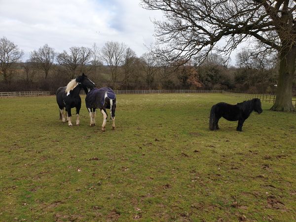 Horses in the field