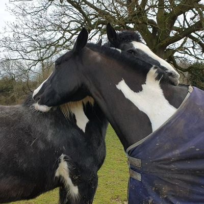 Horse companions