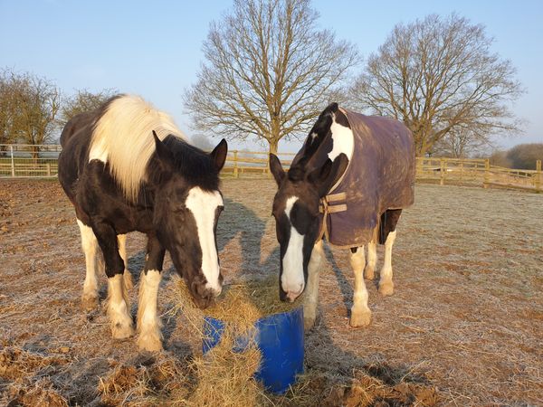 Horses Eating