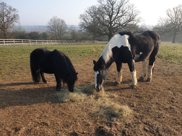 Horses sharing food