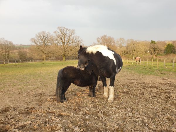 horses bonding