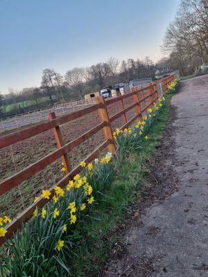 Spring Daffodils