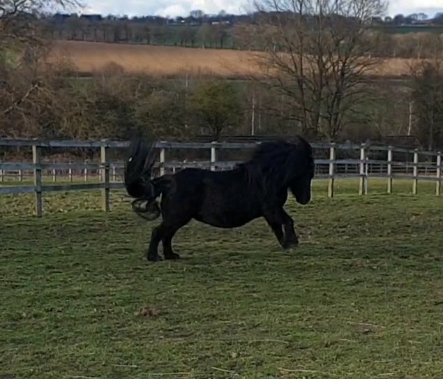 Running Pony