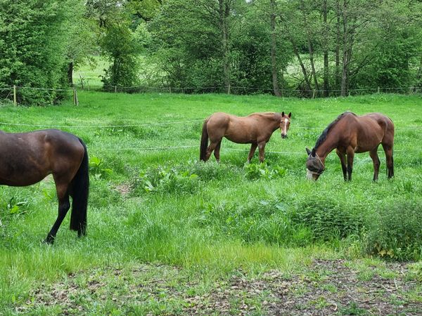 Horses in field