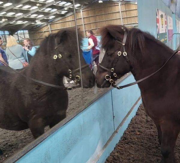 Horse in mirror