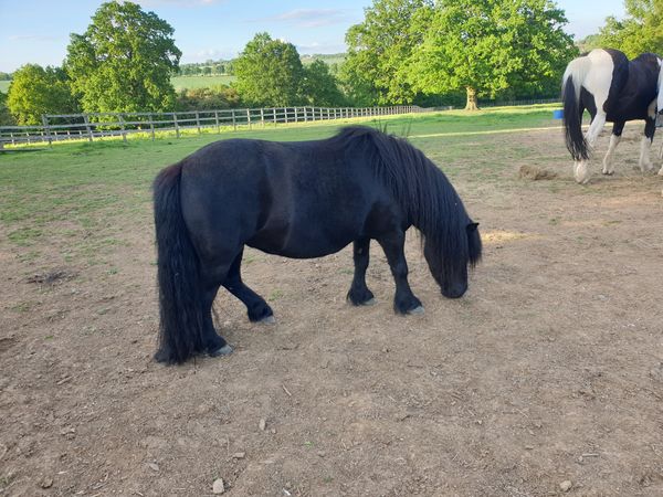 The Not-So-Secret Diary of Diva the Shetland Pony - Holidays
