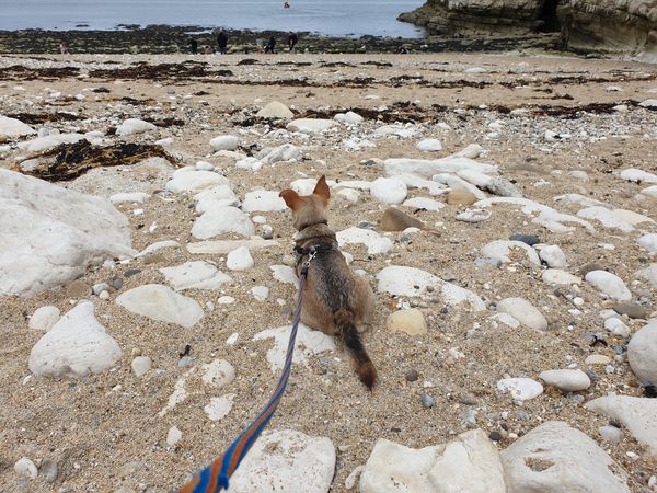 Dog on the beach